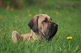 FILA BRASILEIRO 034